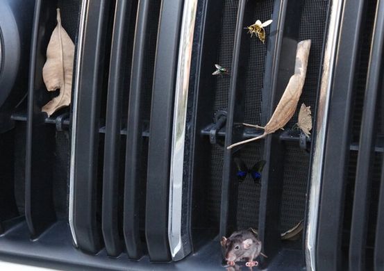 Сетка в решетку радиатора Toyota RAV4 (2019-...) тюнинг фото